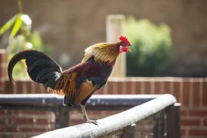 De ce cântă cocoșii și noaptea, nu doar dimineața